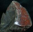 Polished Agatized Dinosaur Bone - Brilliant Red #7845-2